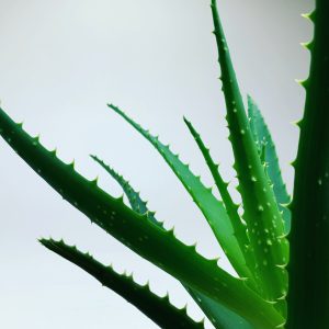 O aloesie słów kilka