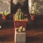 Idealne rośliny dla początkujących