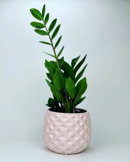 Zamioculcas – doniczka “Różowa”