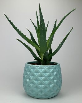 Aloes – Doniczka „Błękitna”