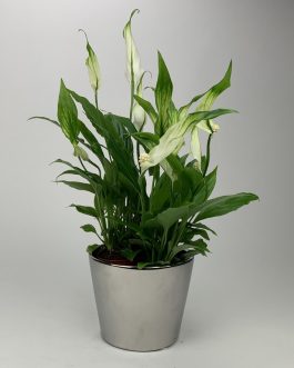 Skrzydłokwiat – Doniczka “Lustro”