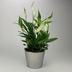 SKRZYDŁOKWIAT – każdy powinien mieć go w swoim domu.