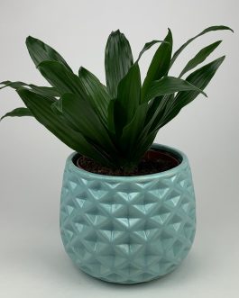 Dracena Compacta – Doniczka “Miętowa”