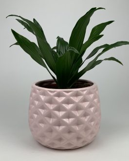 Dracena Compacta – Doniczka “Różowa”