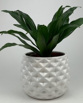 Dracena Compacta – Doniczka “Biała”