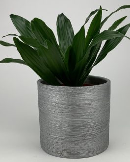 Dracena Compacta – Doniczka “Srebrna”