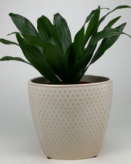 Dracena Compacta – Doniczka “Kremowa”