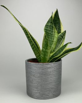 Sansewieria – Doniczka “Szara”