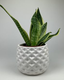 Sansewieria – Doniczka “Biała”