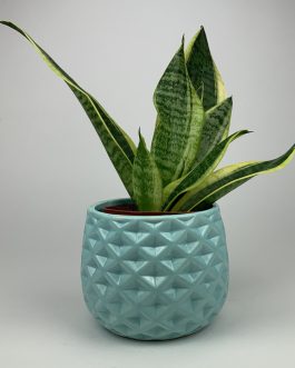 Sansewieria – Doniczka “Miętowa”