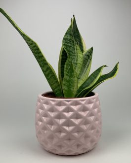 Sansewieria – Doniczka “Różowa”