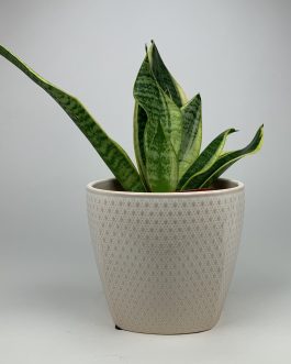 Sansewieria – Doniczka “Kremowa”