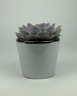 Echeweria #2 – Doniczka “Biała”