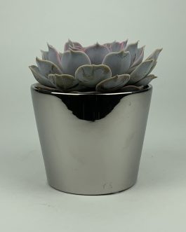 Echeweria #2 – Doniczka “Lustro”