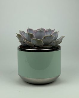 Echeweria #2 – Doniczka “Miętowa”