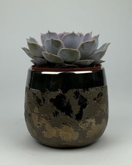 Echeweria #2 – Doniczka “Brąz1”