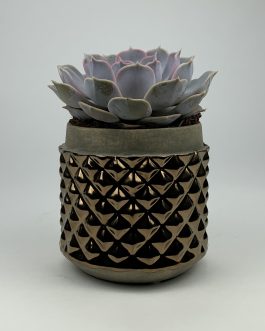 Echeweria #2 – Doniczka “Brąz2”