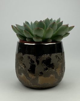 Echeweria #1 – Doniczka “Brąz1”