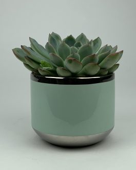 Echeweria #1 – Doniczka “Miętowa”