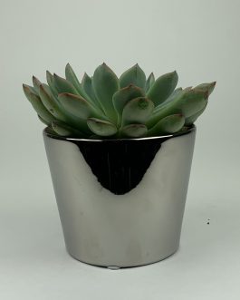 Echeweria #1 – Doniczka “Lustro”