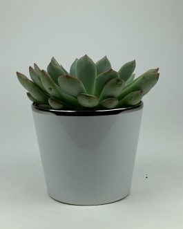 Echeweria #1 – Doniczka “Biała”