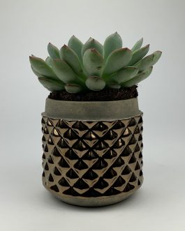 Echeweria #1 – Doniczka “Brąz2”