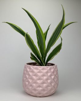 Dracena Lemon – Doniczka “Różowa”