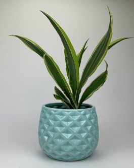 Dracena Lemon – Doniczka “Miętowa”