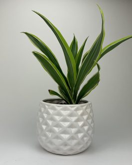 Dracena Lemon – Doniczka “Biała”