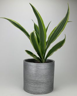 Dracena Lemon – Doniczka “Srebrna”