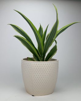 Dracena Lemon – Doniczka “Kremowa”