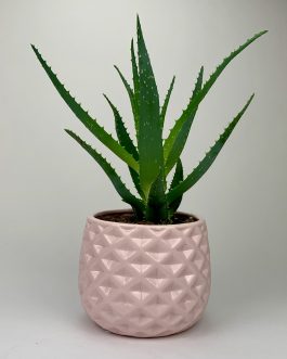 Aloes – Doniczka “Różowa”