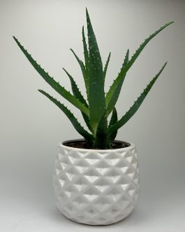 Aloes – Doniczka “Biała”