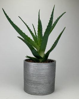 Aloes – Doniczka “Srebra”