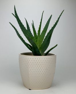 Aloes – Doniczka “Kremowa”