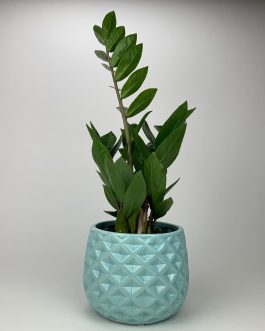 Zamioculcas – Doniczka “Miętowa”