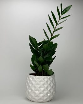 Zamioculcas – Doniczka “Biała”