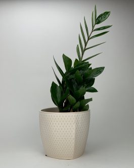 Zamioculcas – Doniczka “Kremowa”