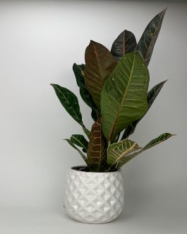 Kroton – Doniczka “Biała”