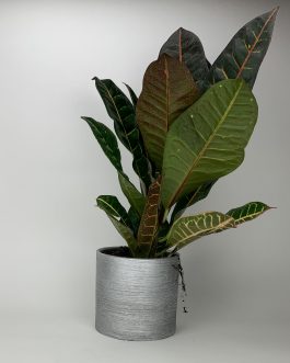 Kroton – Doniczka “Srebrna”