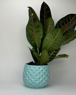 Kroton – Doniczka “Miętowa”