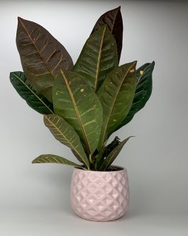 Kroton – Doniczka “Różowa”