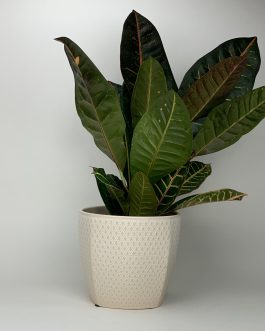 Kroton – Doniczka “Kremowa”