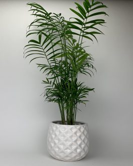 Chamedora Duża – Doniczka “Biała”