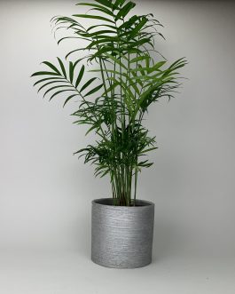 Chamedora Duża – Doniczka “Srebrna”