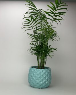 Chamedora Duża – Doniczka “Miętowa”