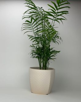 Chamedora Duża – Doniczka “Kremowa”