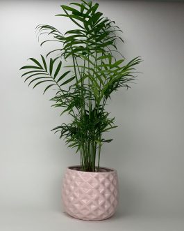 Chamedora Duża – Doniczka “Różowa”