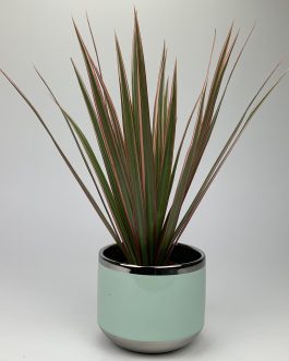 Dracena Bicolor – Doniczka “Miętowa2”