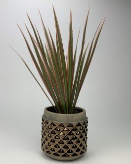 Dracena Bicolor – Doniczka “Brązowa”